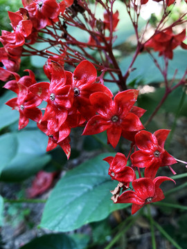 狀元紅網(wǎng)，揭秘4987精準資料的秘密，狀元紅網(wǎng)揭秘，精準資料4987背后的秘密