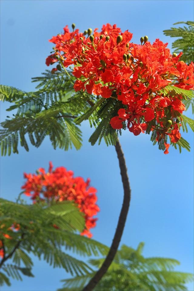 4987最準最快狀元紅