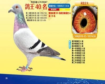 王中王四馬一肖，探尋背后的故事與奧秘，王中王四馬一肖，背后的故事與奧秘探尋
