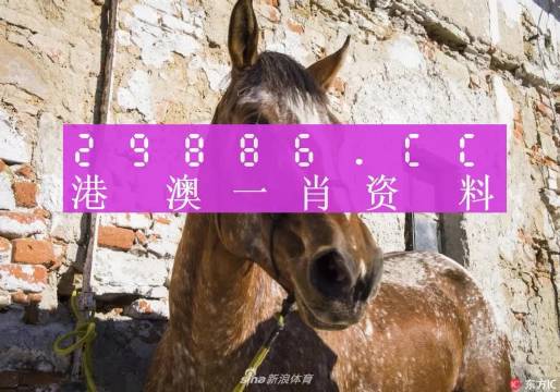 王中王資料一門肖中，深度解析與探索，王中王資料一門肖詳解，深度解析與探索