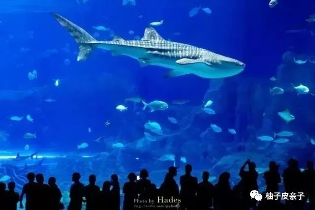 新澳門(mén)一碼一肖，揭秘深湖覓鯨的奧秘與精確性，揭秘深湖覓鯨奧秘，新澳門(mén)一碼一肖的精確探尋之旅