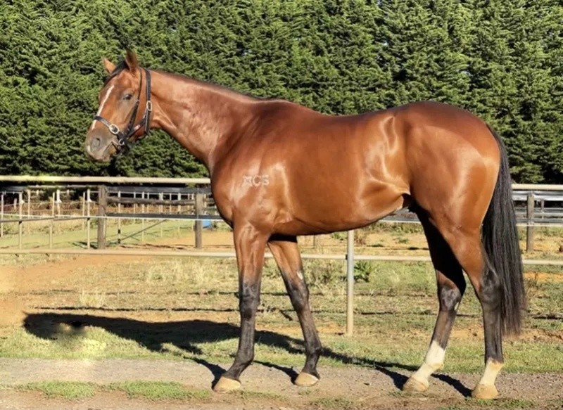 今晚澳門特馬開什么？今晚四不像的探討，今晚澳門特馬開彩結(jié)果及四不像探討