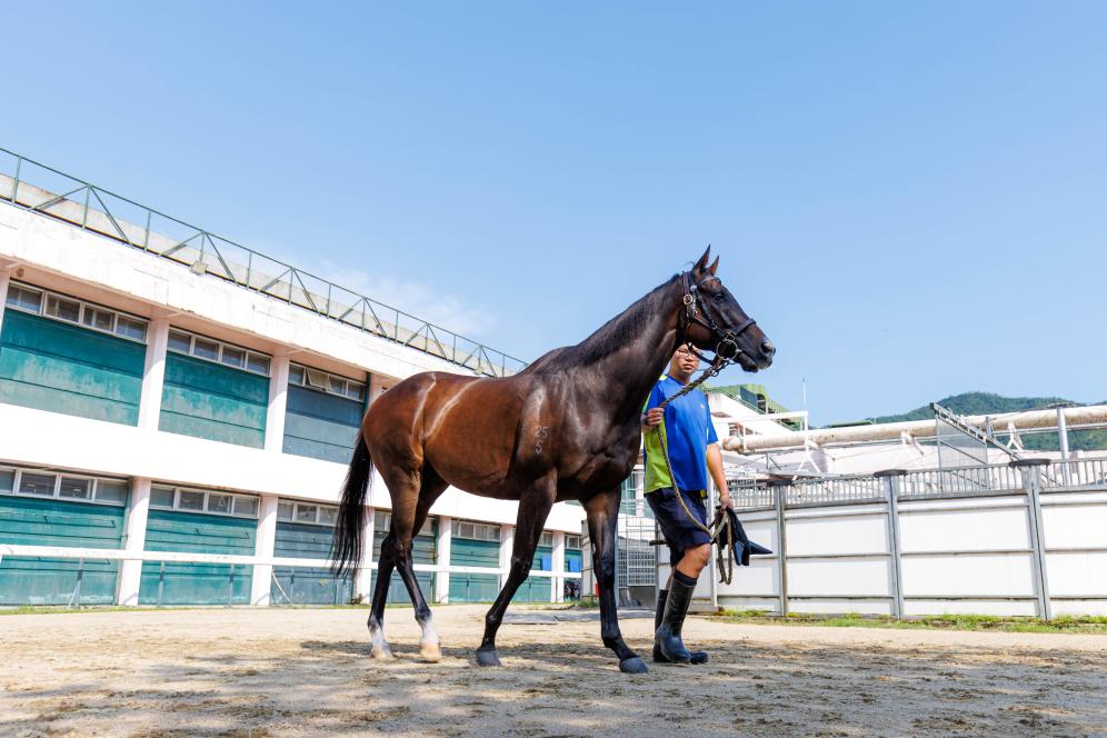 香港賽馬，77777與88888的激情碰撞，香港賽馬盛宴，激情碰撞的77777與88888對決