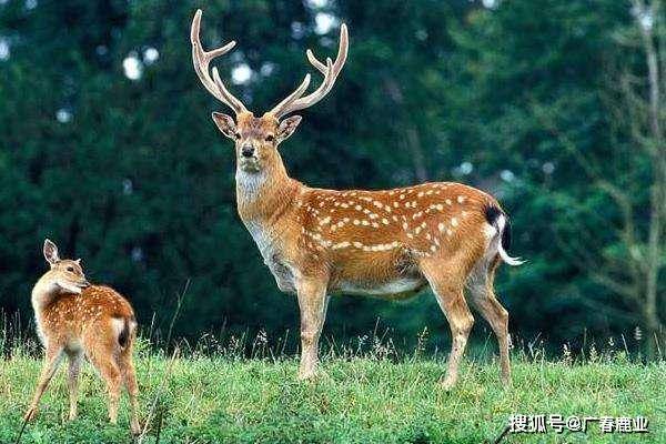 6566cc澳彩資料大全最新版本介紹17圖庫