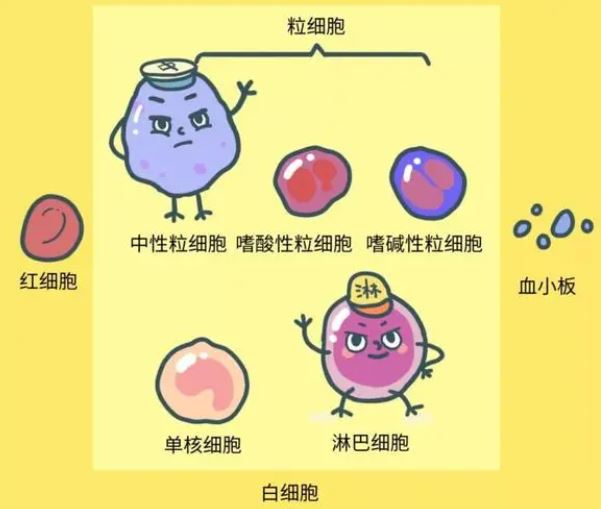 白細(xì)胞低有什么危險(xiǎn)，白細(xì)胞低存在的危險(xiǎn)與潛在風(fēng)險(xiǎn)，揭示白細(xì)胞減少的危害