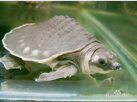 龜頭上有小紅點(diǎn)，原因、診斷與治療方法，龜頭小紅點(diǎn)，原因、診斷及治療方法