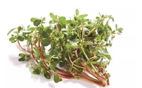 馬齒莧的營(yíng)養(yǎng)價(jià)值與美味食用方法，馬齒莧的營(yíng)養(yǎng)價(jià)值及美味食用方法探索