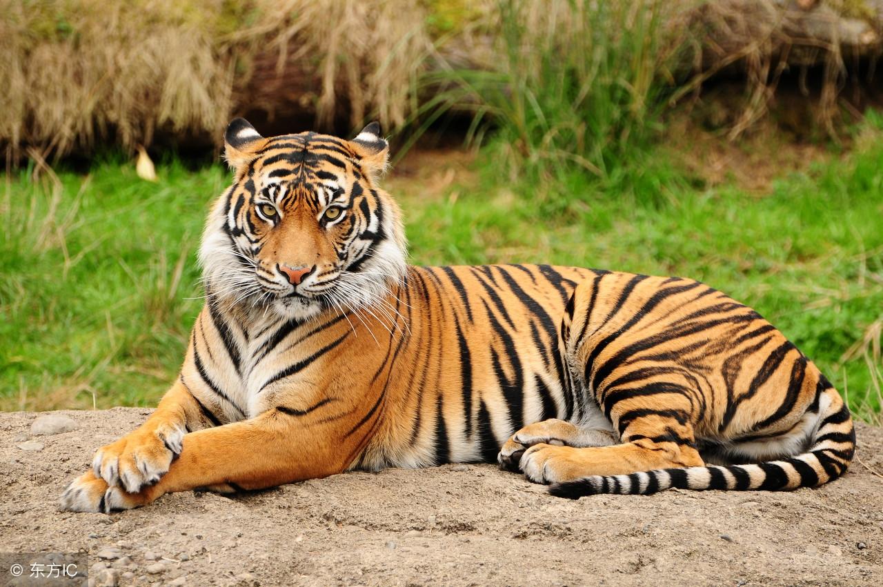 王中王的動(dòng)物打一肖，深度解析與探索，王中王動(dòng)物揭秘，深度解析與探索的生肖之謎