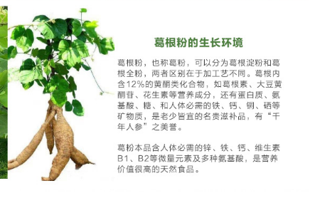 葛根，揭示其十大功效的奧秘，葛根，深度解析十大功效的奧秘