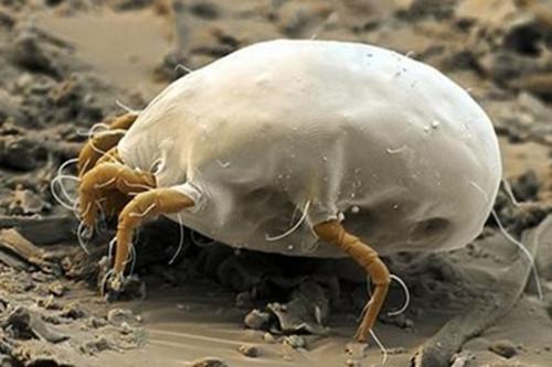 螨蟲圖片，了解螨蟲，預(yù)防與應(yīng)對，螨蟲知識大全，圖片展示、預(yù)防與應(yīng)對策略