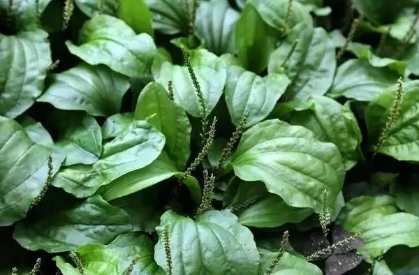 車(chē)前草的功效與作用，治療痛風(fēng)的自然療法，車(chē)前草治療痛風(fēng)，自然療法的功效與作用探索