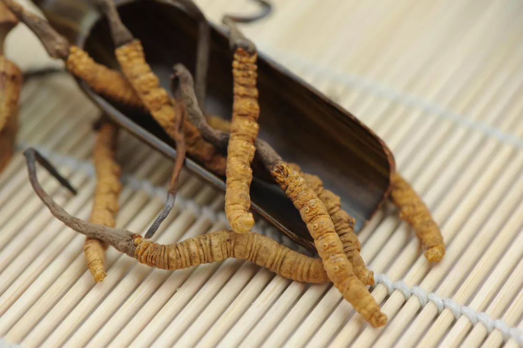 冬蟲夏草圖片，探尋神秘的草藥世界與珍貴圖片展示，冬蟲夏草圖片，探尋草藥世界的神秘與珍貴圖片展示