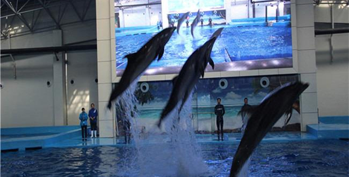 合肥海洋館門票價格詳解，合肥海洋館門票價格全面解析