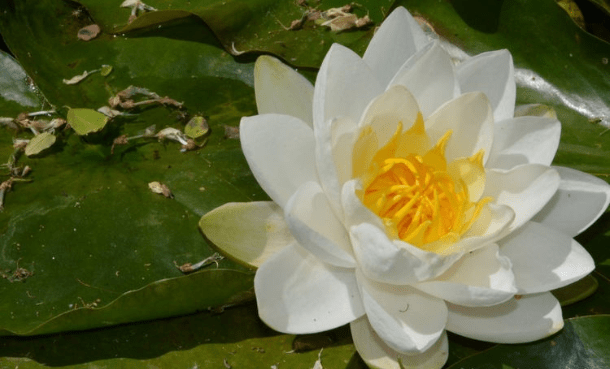 王中王493333www中特馬今晚開獎(jiǎng)——探索彩票背后的秘密與策略，彩票背后的秘密與策略探索，王中王493333中特馬今晚開獎(jiǎng)揭秘