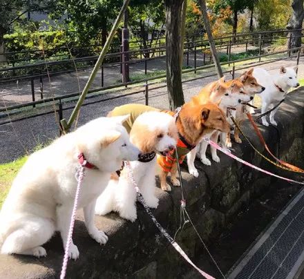 澳門一碼一肖一待一中四不像——揭開神秘面紗下的真相，澳門神秘事件揭秘，一碼一肖一待一中四不像真相探索