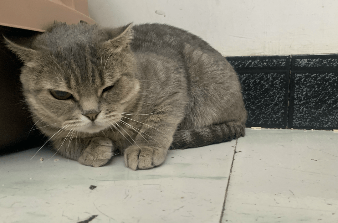 澳門一碼一肖一待一中四不像，探索與解析，澳門一碼一肖一待一中四不像，深度解析與探索