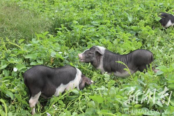 花豬王中王平特一肖，深度解析與SEO優(yōu)化策略，花豬王中王平特一肖，深度解析及SEO優(yōu)化策略探討