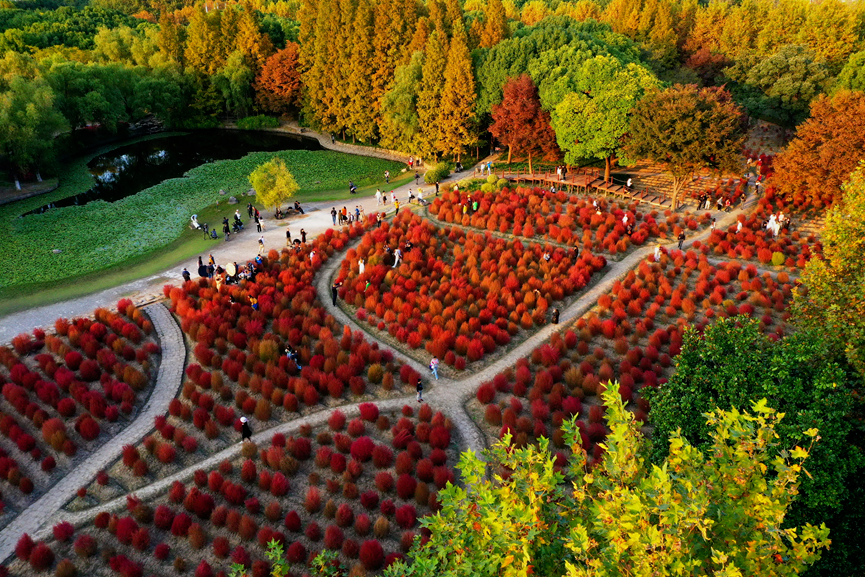 上海世紀公園門票免費，探索城市綠洲的絕佳去處，上海世紀公園，免費探索城市綠洲的絕佳去處