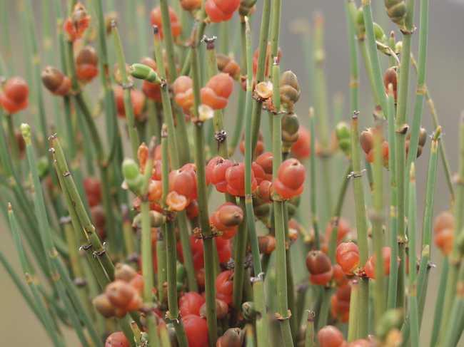 風(fēng)疹圖片與癥狀圖片詳解，認(rèn)識這種疾病，風(fēng)疹圖片及癥狀詳解，全面認(rèn)識風(fēng)疹疾病