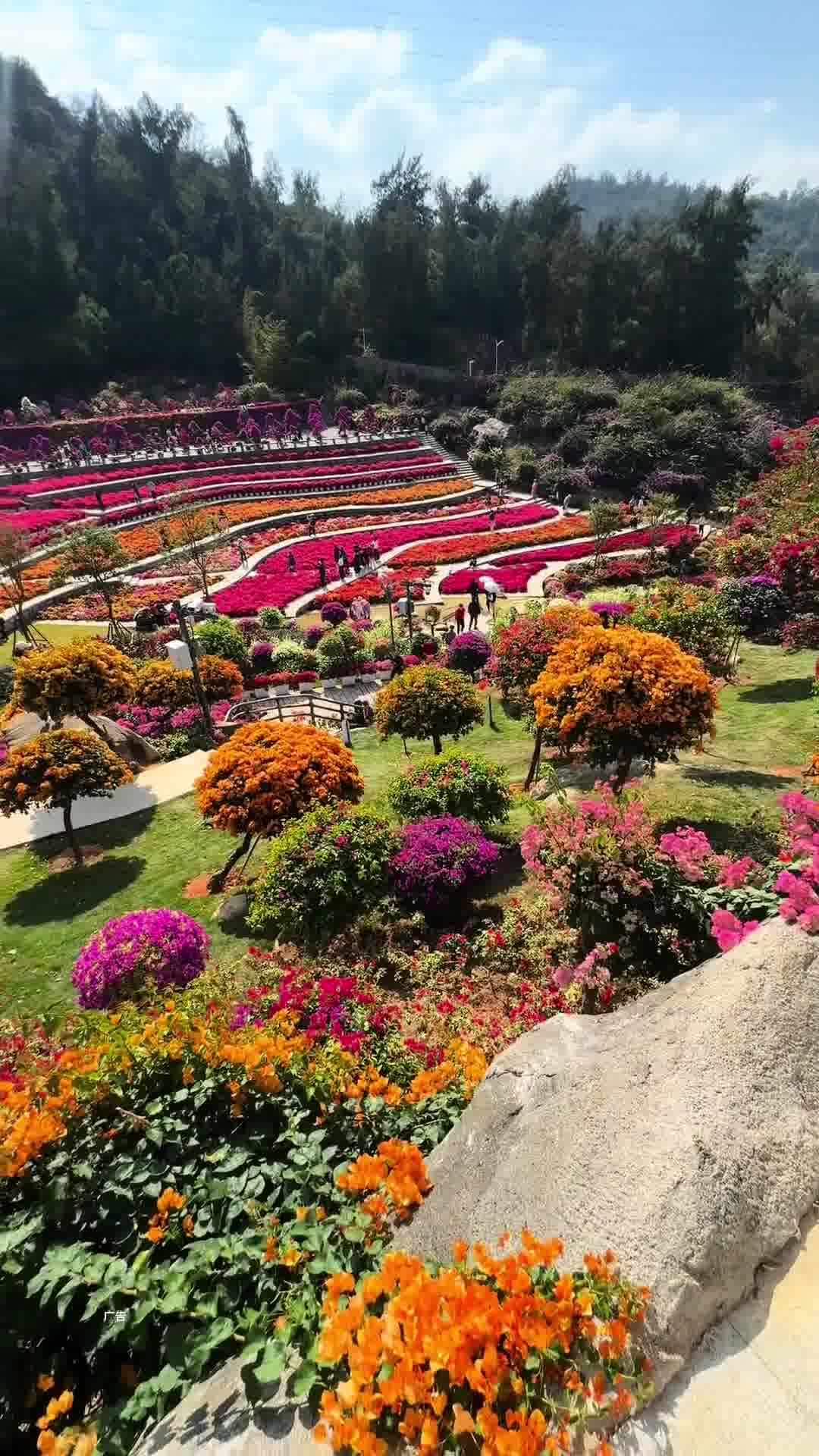 廈門植物園，自然之美的展示窗口，廈門植物園，自然之美的璀璨展示窗口