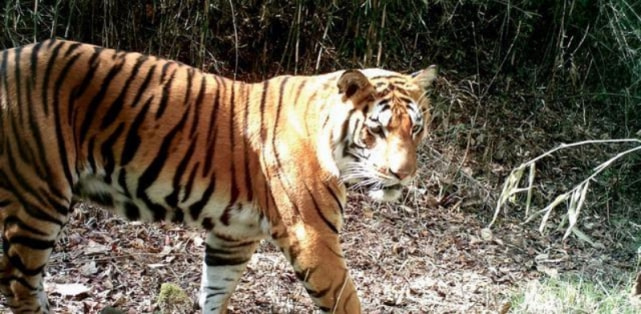 茂密森林中的王者，揭秘王中王所指的神秘生肖——探尋茂密森林王中王打一肖背后的奧秘，揭秘森林王者背后的神秘生肖，探尋茂密森林王中王所指的生肖奧秘