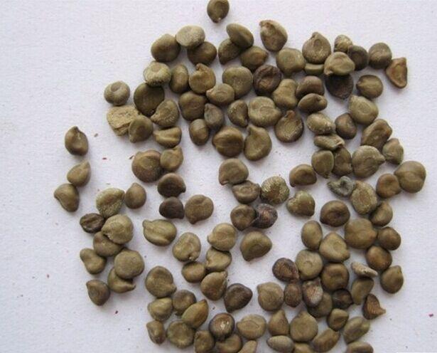 治便秘最有效的偏方，探索自然療法，告別腸道困擾，自然療法探索，告別腸道困擾，治便秘最有效的偏方