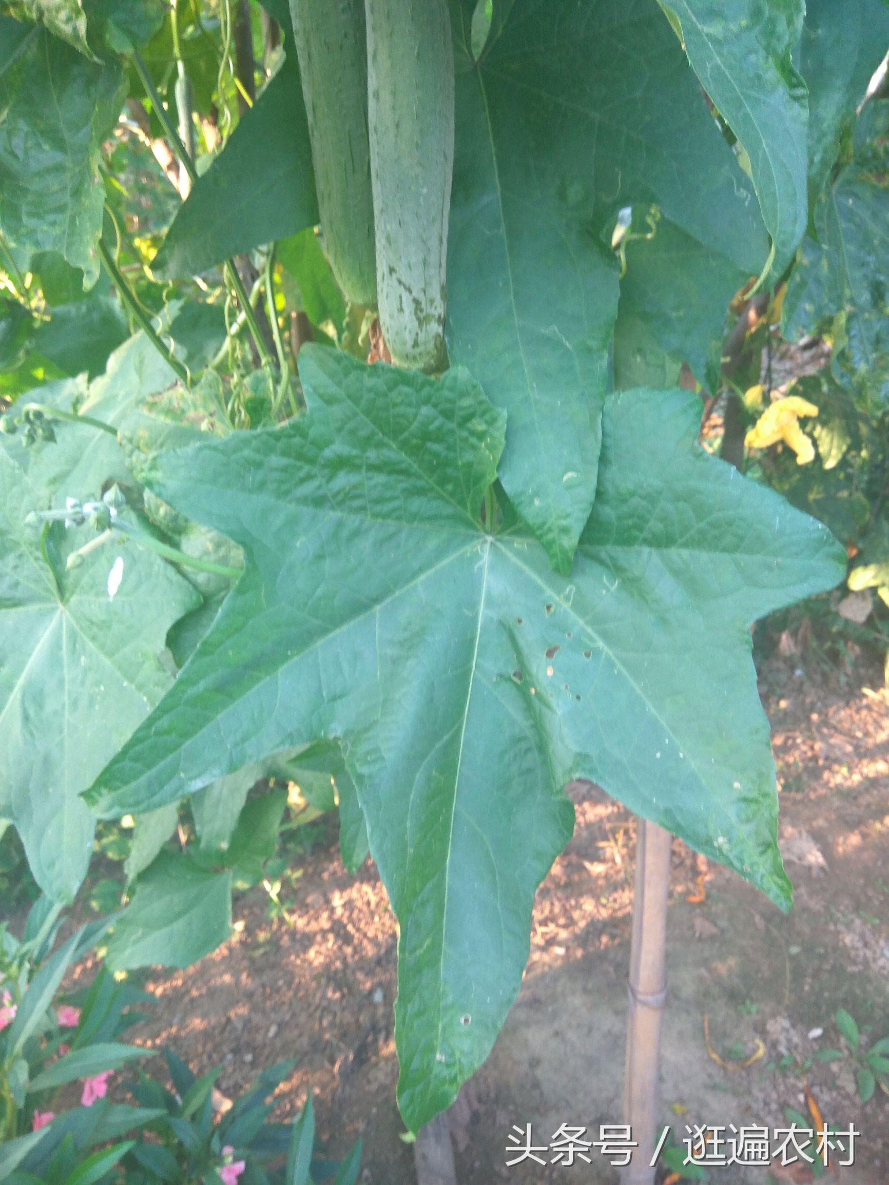 女人吃維生素C的好處，煥發(fā)健康與美麗，女人吃維生素C的益處，健康與美麗的源泉
